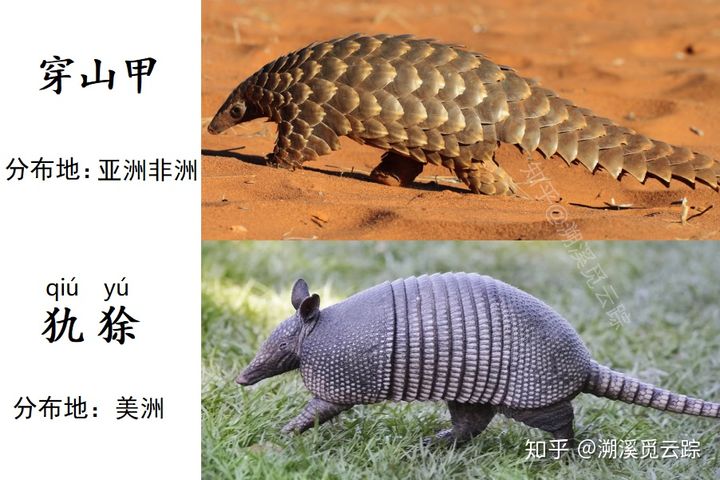 有哪些容易被认错的动物,容易被欺负的动物有哪些