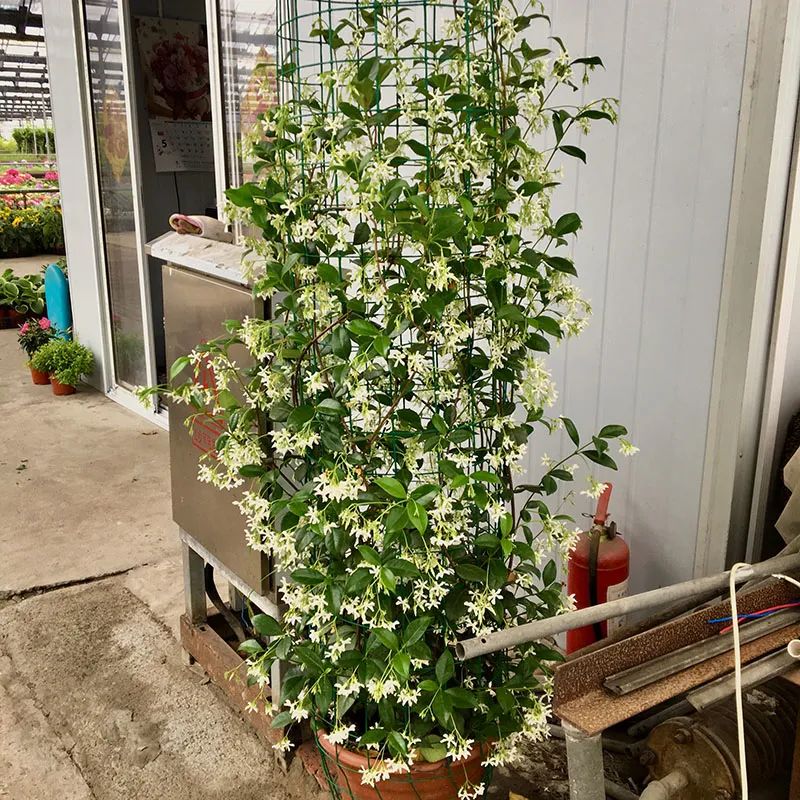 6种香味好闻又高级的花卉植物,4种花香味十足