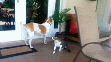 knockthedoor,knock敲敲门是什么意思