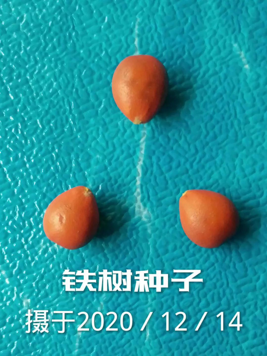 江城奇遇:铁树开花!