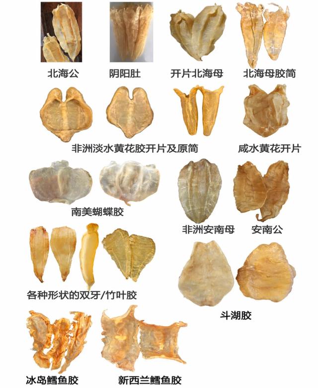 花胶专业鉴定,花胶燕窝正品鉴别图样