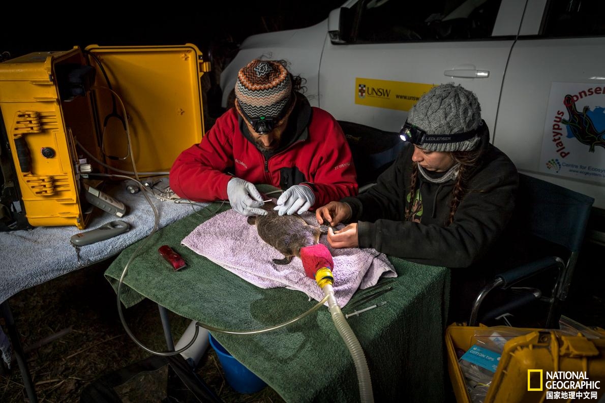 鸭嘴兽可爱瞬间,鸭嘴兽怎么咬人