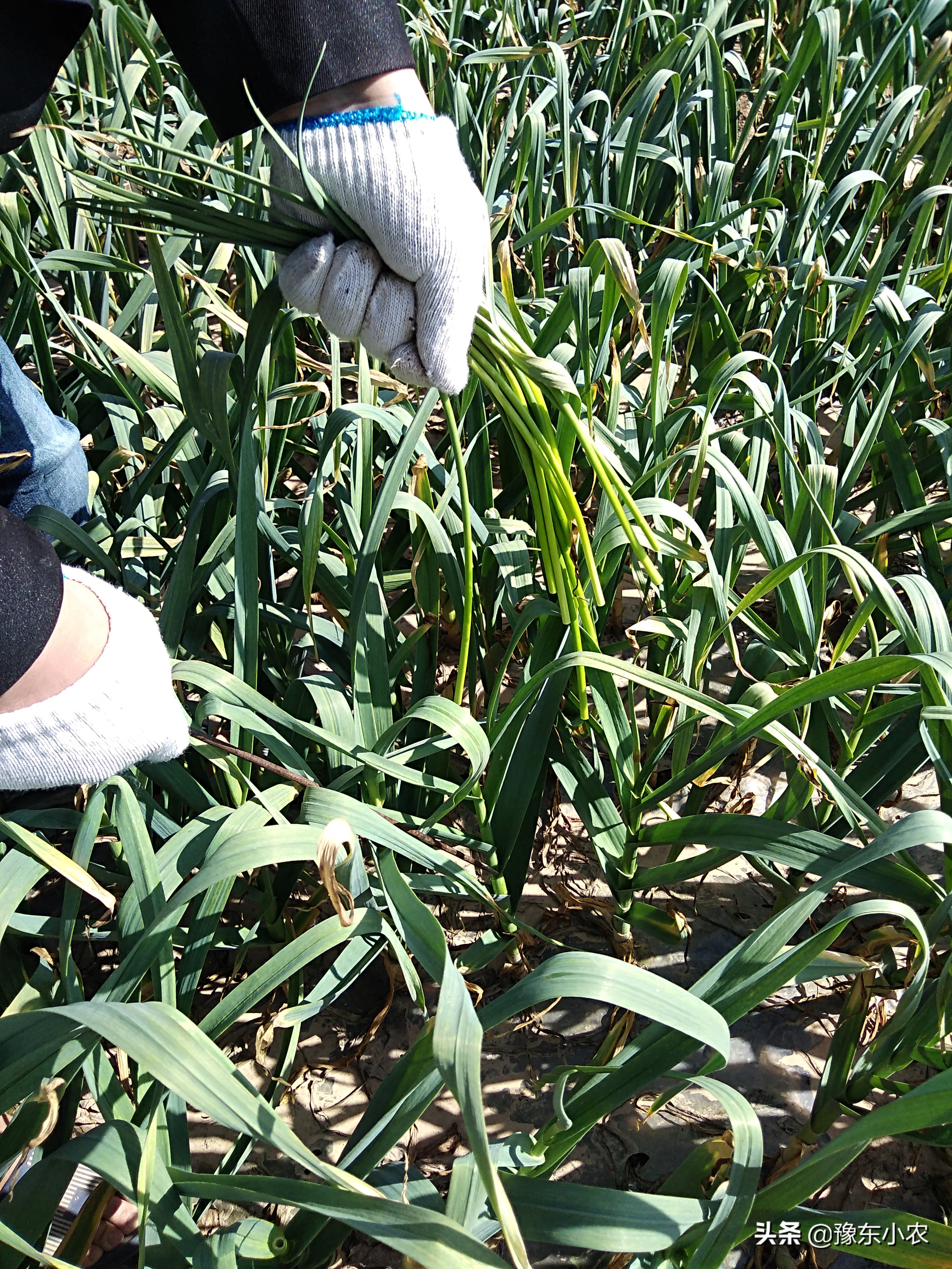 如何避免大蒜抽苔,又到了大蒜的播种季节