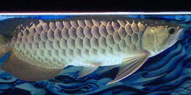 龙鱼幼鱼期怎么分辨金龙还是红龙,20公分龙鱼怎么区分金龙红龙