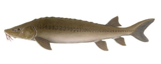 路亚鱼种类大全,长江鱼种类大全图片