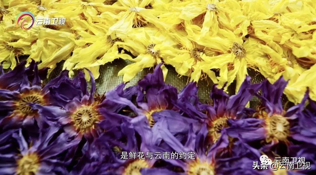 《味道云南》第二季第九集“云花之味”云南卫视今晚21:30播出!