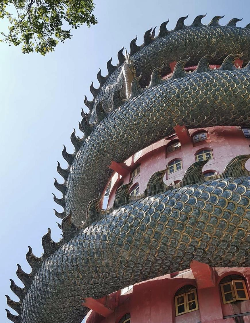 看了就想养的宠物,看了就想抱的宠物