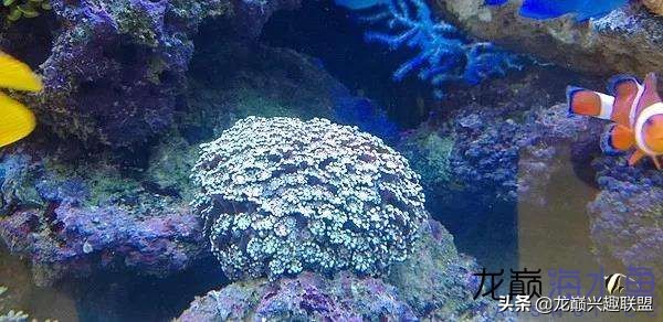 看完别笑,都陪我哭!新人下海开缸的血泪史