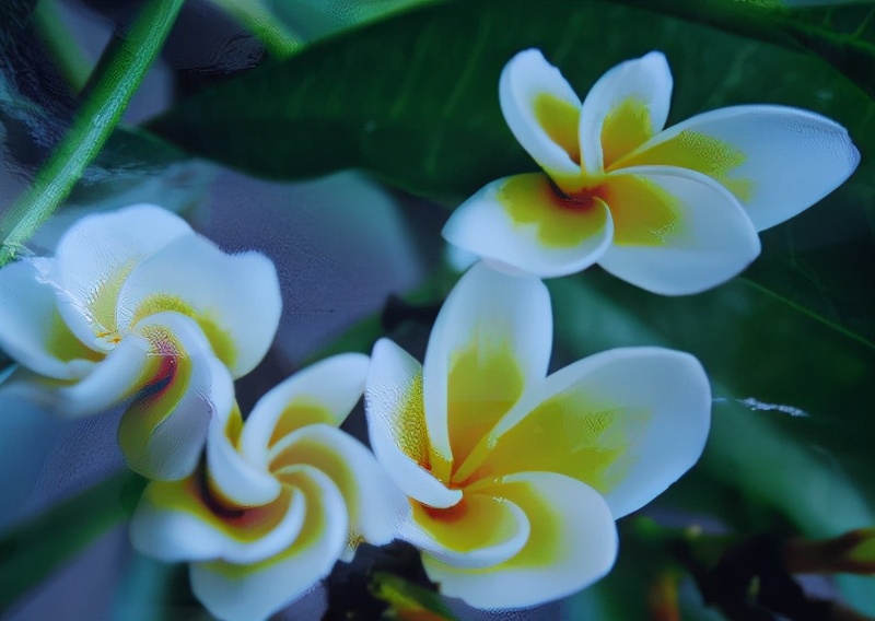 世界各国的国花和国树是什么,世界各国国花大开眼界美到爆