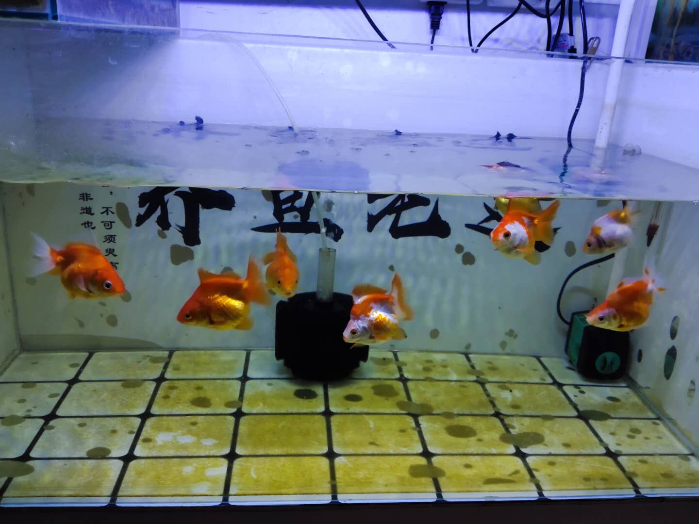 鱼缸下过滤粪便抽不干净,上过滤鱼缸怎么清理鱼的粪便