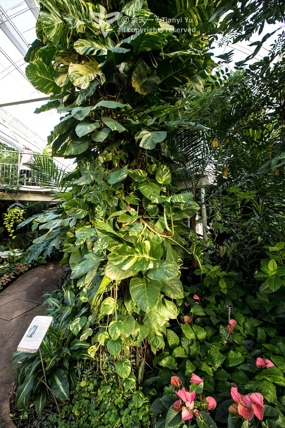 这3种花养在室内长得好,长成瀑布的最好养的花