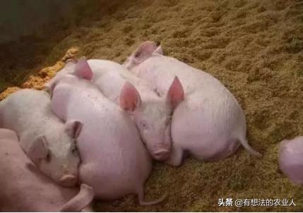 对抗顽疾的最佳方法,预防蓝耳病的最佳方法