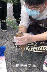 流浪小猫被丢弃遇见好心人被收养,流浪小猫蜷缩在马路小伙暖心救助