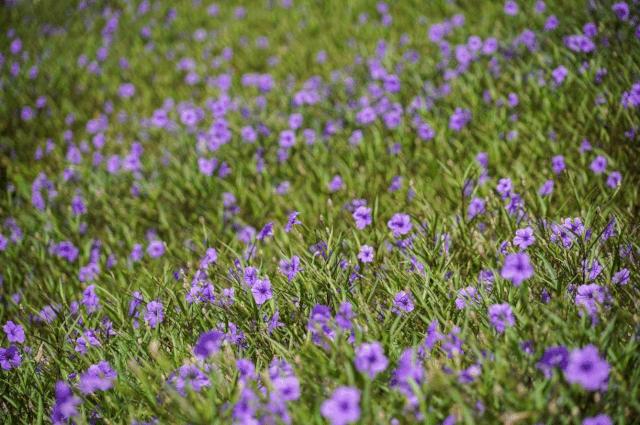 2020美到窒息！珠海的冬天，美炸了