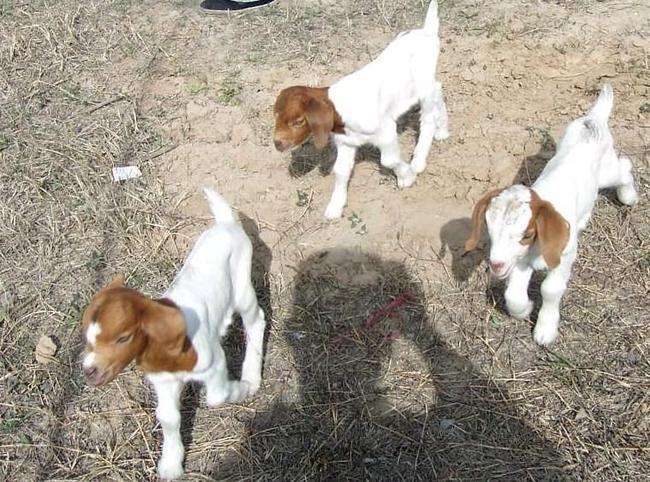 山羊咳嗽是怎么回事,波尔山羊反复发烧咳嗽