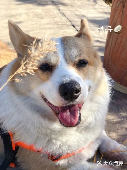 北京可以带宠物好玩的地方,北京宠物公园