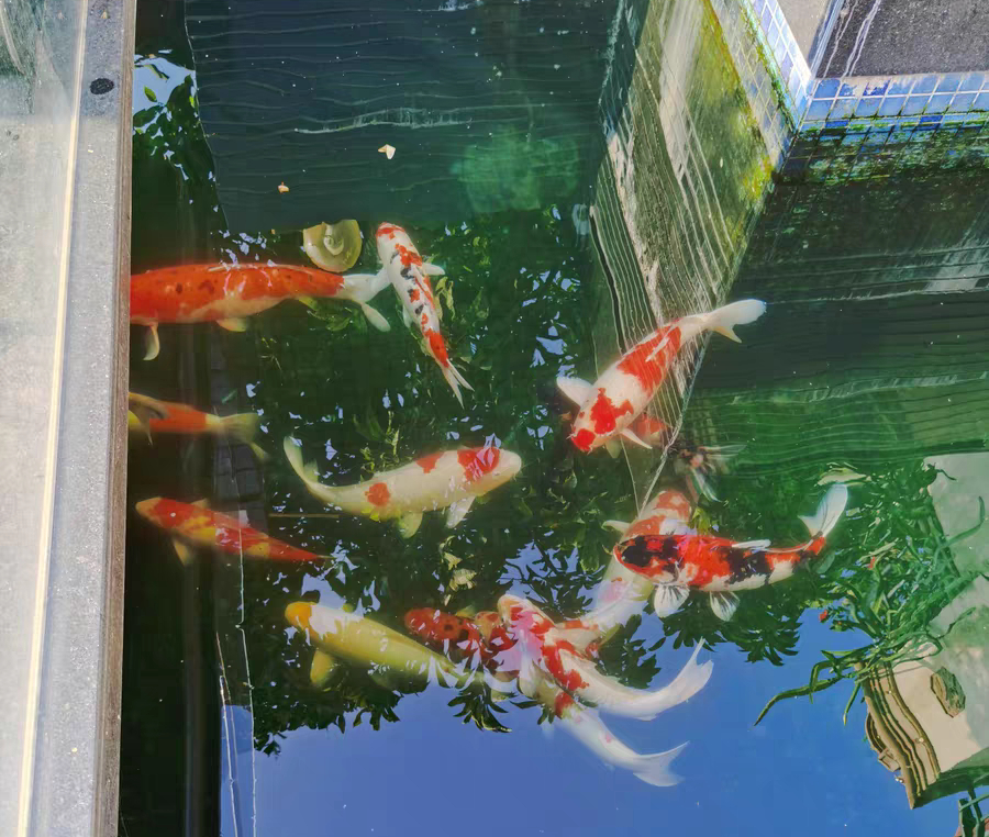 1米5深自建鱼池教程,自建鱼池的水怎么样才能清澈