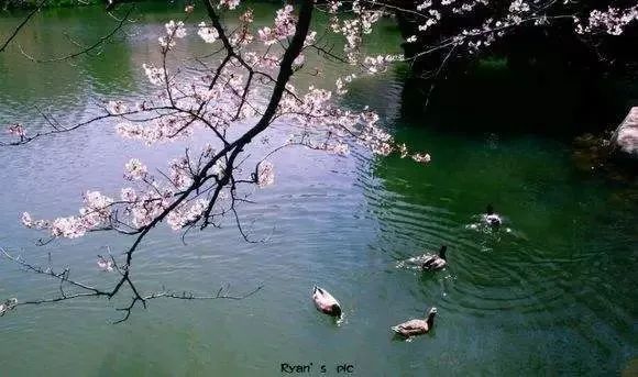 含有春字的诗句飞花令100首,春字飞花令100首五言绝句