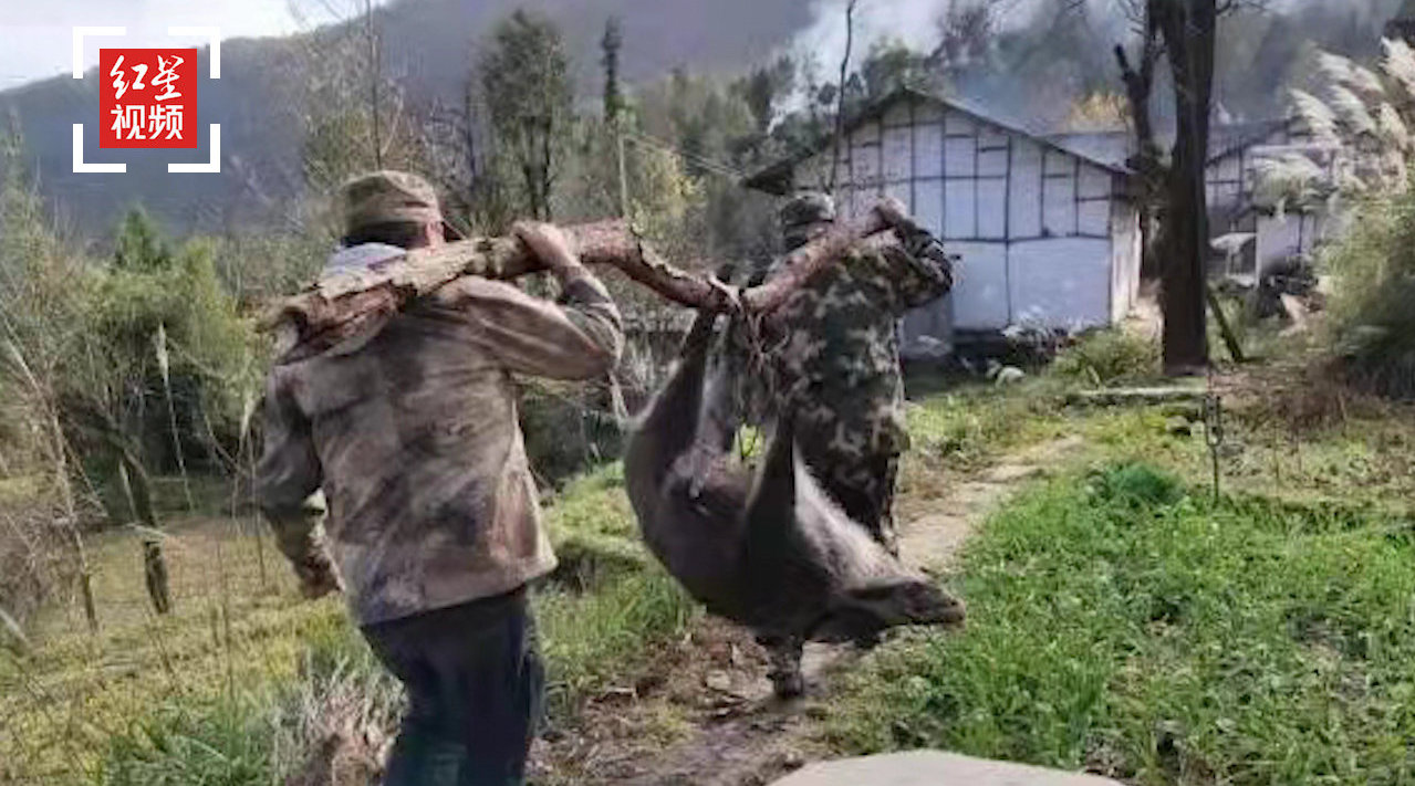 野猪现在泛滥的原因有哪些,野猪泛滥如何控制野猪