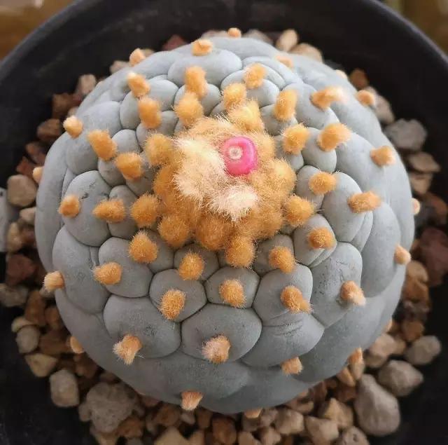 名贵植物排名前十名,十大天价的花卉