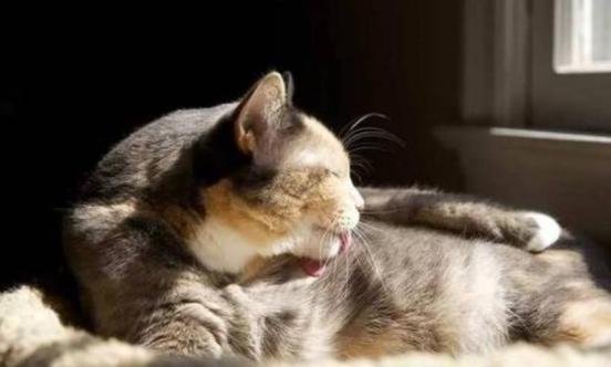 猫癣是猫咪常见的疾病,常见的猫咪皮肤病