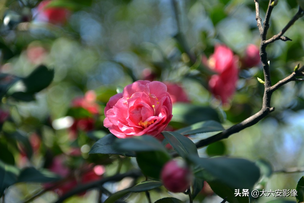 惊蛰到万物生儿歌,惊蛰到春雷响大地万物齐生长儿歌