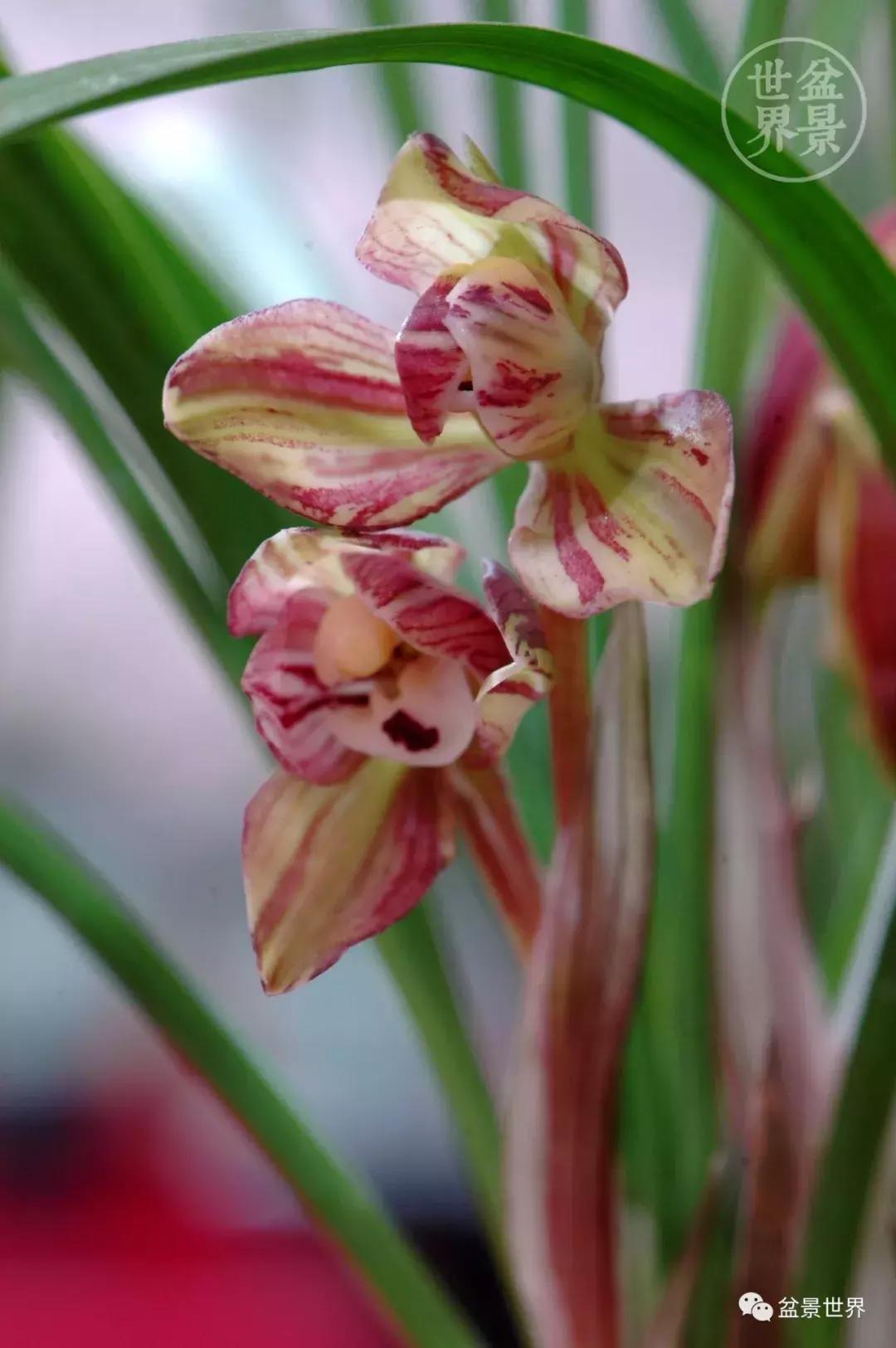 孔子家语芝兰生于深林全文拼音,芝兰生于深林不以无人而不芳翻译