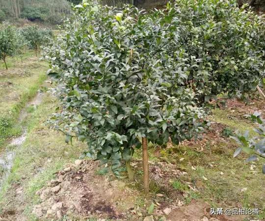 移栽的柑橘苗落叶是怎么回事,柑橘冬季落叶病怎么治