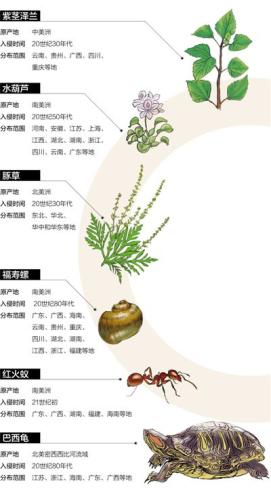 原本在我国泛滥成灾的水葫芦,曾经泛滥的水葫芦现在怎么样