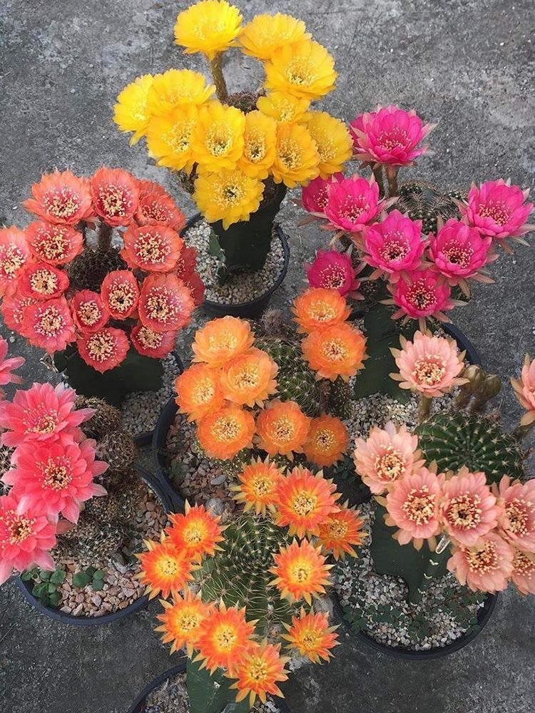 养了很多花只有绿萝最好养,绿萝养死还能养什么花