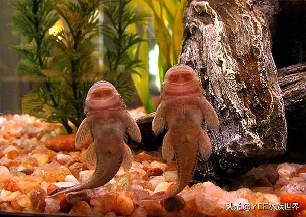 别被名不副实的鱼蒙骗，清道夫不但不吃鱼便，还很能拉