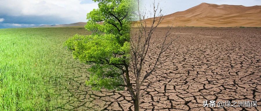 根系一般分为直根和须根,怎么从作物根须判断病虫缺素症