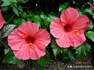 扶桑花的养护方法,收到的扶桑花蔫了如何养护