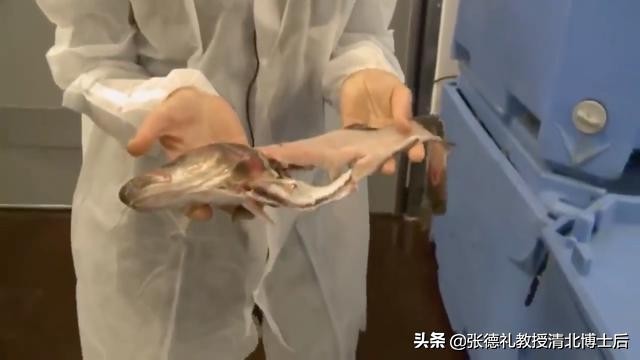 外媒曝光了挪威三文鱼养殖真相吗,挪威三文鱼养殖环境恶劣新闻