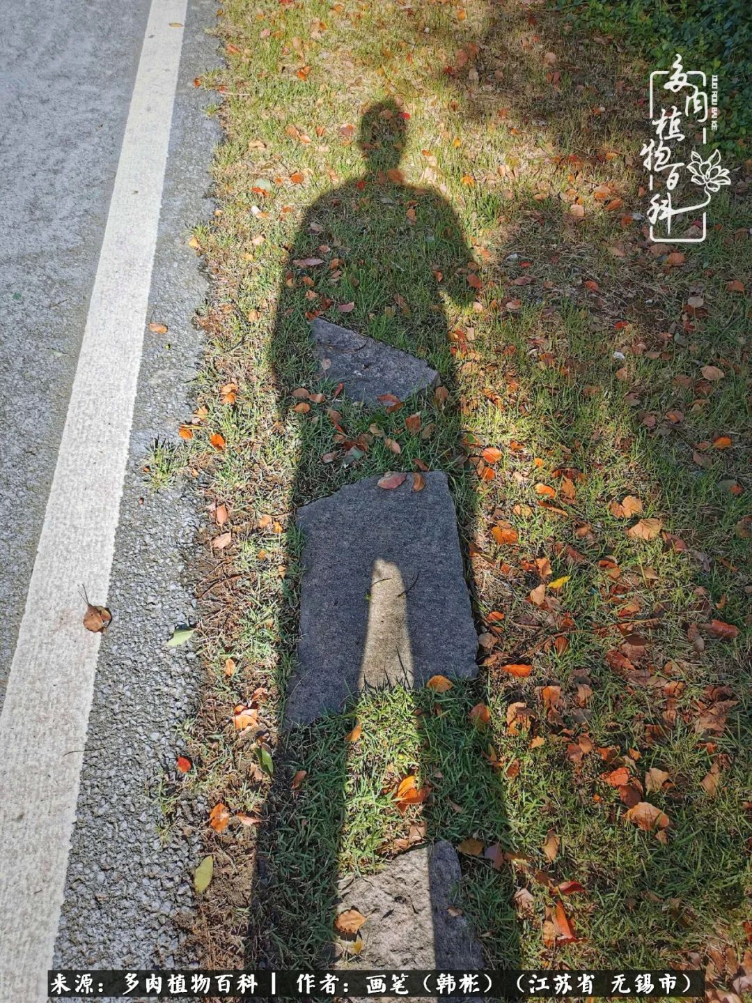 阳台多肉花园简直美翻了,适合男生养的多肉