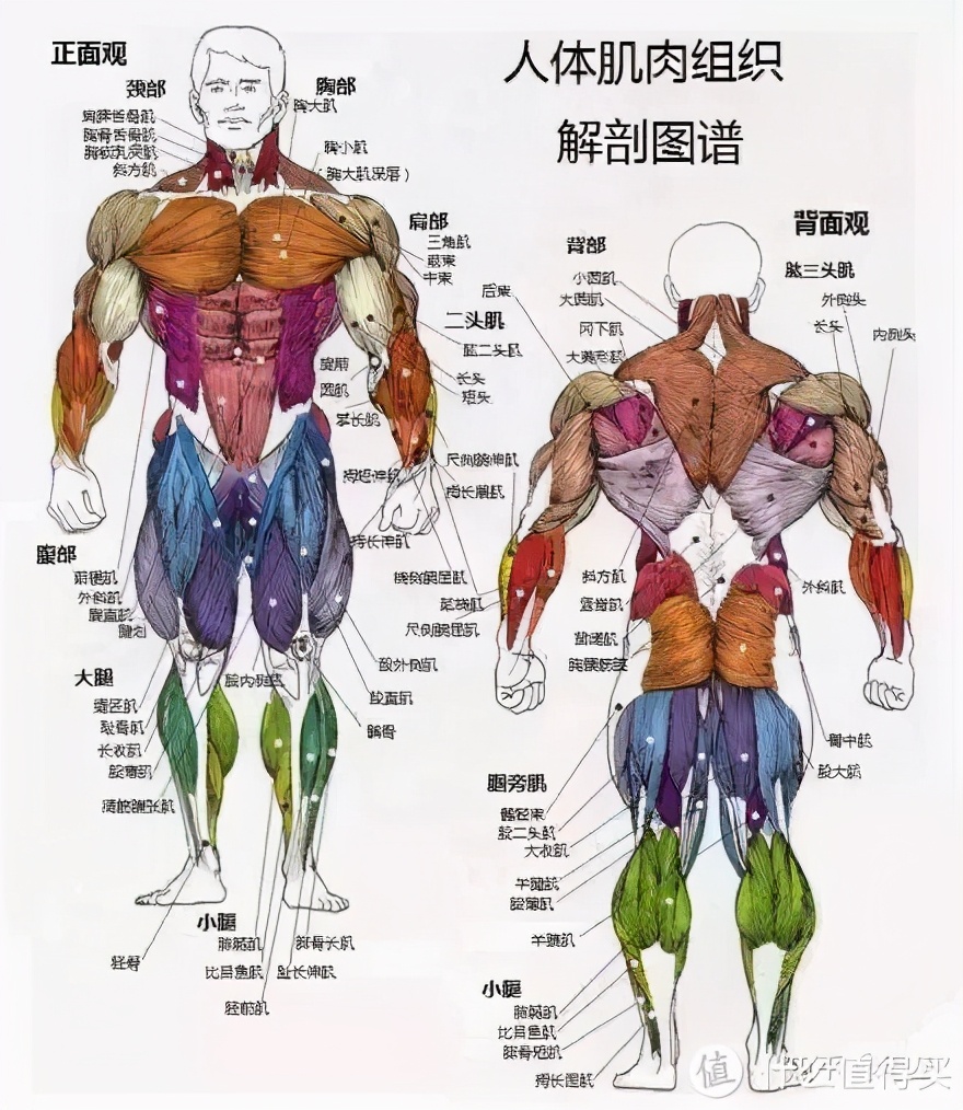 深蹲的好处和坏处深蹲的正确姿势,深蹲的标准动作与功效