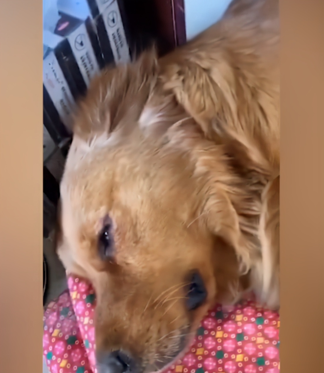 狗被碾压口吐白沫仍坚持喂奶,狗妈目睹狗崽被汽车碾压死