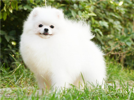 好养的陪伴犬可爱,最适合孩子养的陪伴犬