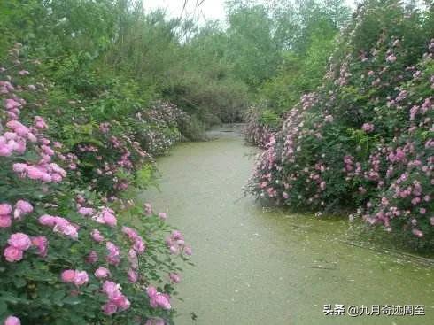 白居易在周至写出的名篇,白居易任周至县尉诗词