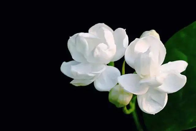 吃臭身体会变臭？吃香味食物身体就会变香？谈谈食物对体味的影响