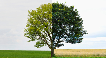 入夏的第一口清凉从一口绿豆糕开始