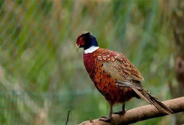 野鸡育雏管理技术,养殖山鸡和养殖土鸡的区别