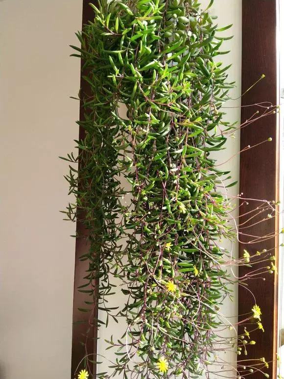 吊兰多肉养护技巧和方法,多肉吊兰哪个品种观赏性好