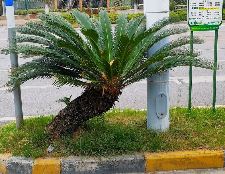 铁树分公铁树母铁树吗,铁树有雄铁树和雌铁树