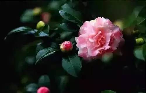 全国56个城市市花一览,56个市的市花