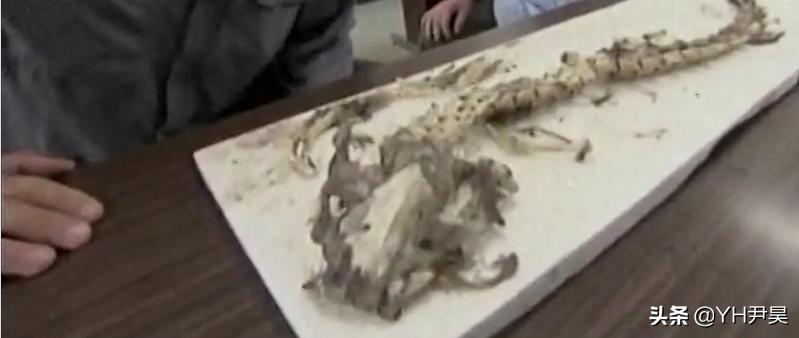 揭秘日本水怪之谜,传说中的日本水怪会是一种濒临灭绝的鱼吗?