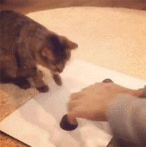 猫咪猜杯子游戏第三关,猫猜杯子游戏