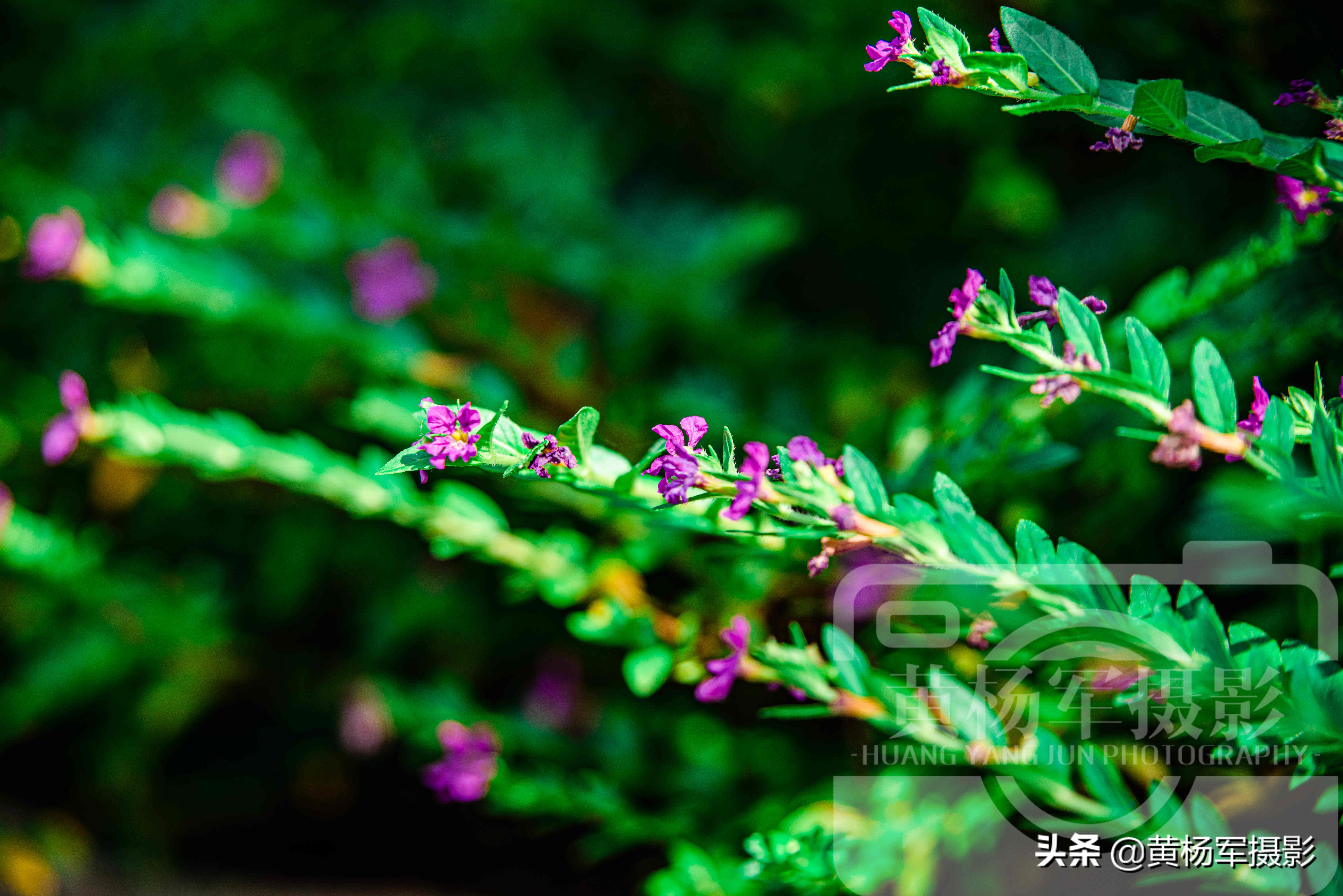 阳光下盛开的美丽玫瑰完整版,阳光下娇艳月季图片