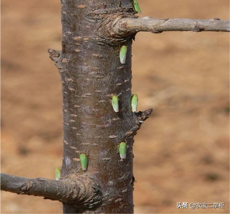 设施甜樱桃花期管理,樱桃种植技术及病虫害防治
