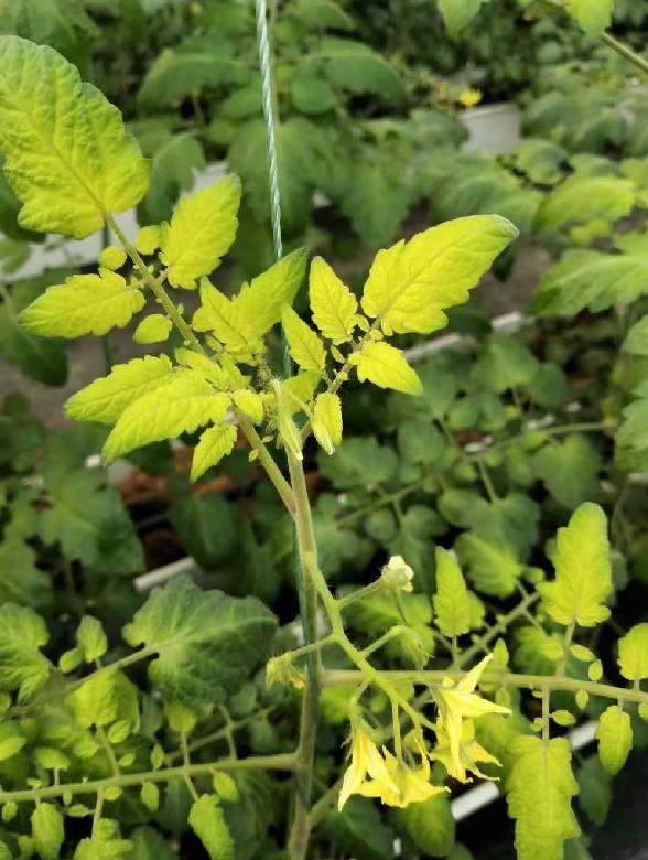 蔬菜根部发黄什么原因,蔬菜出现黄叶是怎么回事啊